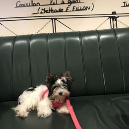 Biewer Terrier and Yorkshire Terrier Puppies from York Town California