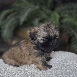 AKC Snickers - Brindle male Shih Tzu puppy in Smithville, Georgia from The Luckie Puppy