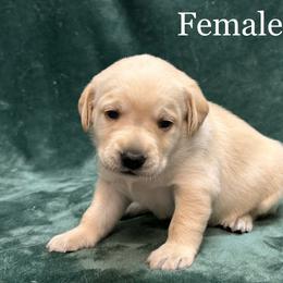 Fourth born - Yellow female Labrador Retriever puppy in Antwerp, Ohio from Clark’s Loyal Labradors