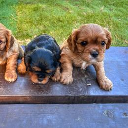 Cavalier King Charles Spaniel Puppies from Enchanted Cavaliers