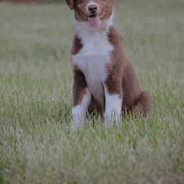 Australian Shepherd Puppies from Huckleberry Hill Aussies LLC.