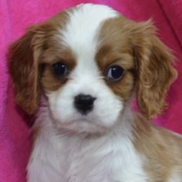 Cavalier King Charles Spaniels from Sandy Smith's Cavalier King Charles Spaniels