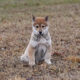 Teal Collar - Red sesame male Shikoku Ken puppy in Pennsylvania from Aoiyama Sou Shikoku Kennel