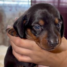 Purple - Blue and tan female Dachshund puppy in Bakersfield, California from KC Doxies