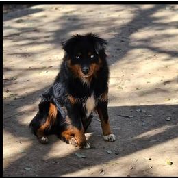 Miniature Australian Shepherd Puppies from Austin Aussies by Jody