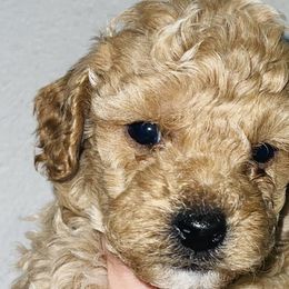 Boy 1 - Poodle puppy in Miami Dade County, Florida from RoyalPaws_Miami