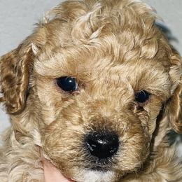Boy 1 - Poodle puppy in Miami Dade County, Florida from RoyalPaws_Miami