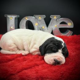Jessie - Black female Great Dane puppy in Grand Junction, Colorado from Top Brackett Danes