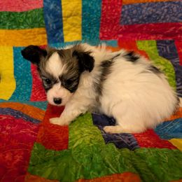 Lucy - White and sable female Papillon puppy in Myakka City, Florida from LaRae's Papillons
