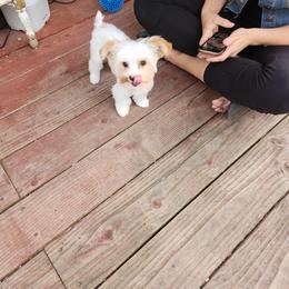 Yorkshire Terrier Puppies from Kruz Kennels