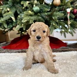 Female 3 - Apricot female Goldendoodle puppy in Brooksville, Florida from Kruger Doodles