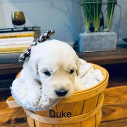 Boy 1 - Light golden male Golden Retriever puppy in Oconto, Wisconsin from Abbie's Golden Retrievers