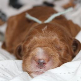 Boy 3 - Goldendoodle puppy in Kingwood, Texas from Prime Doodles