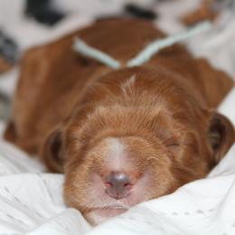 Boy 3 - Goldendoodle puppy in Kingwood, Texas from Prime Doodles