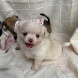 Long coat female - Cream and white female Chihuahua puppy in Summerfield, Florida from Uey’s Chihuahuas