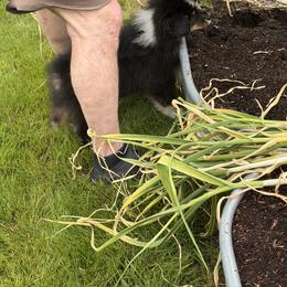 Australian Shepherd Puppies from SolarStorm Australian Shepherds