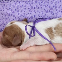 Cavapoo and Saint Bernard Puppies from Horseshoe Drive Kennel