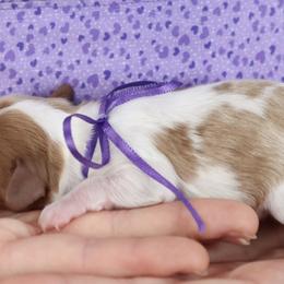 Cavapoo and Saint Bernard Puppies from Horseshoe Drive Kennel