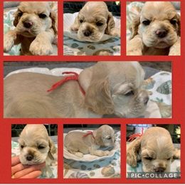 Cocker Spaniel Puppies from Richards' Cocker Kennel