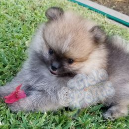 Pomeranians from Cielo Poms