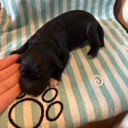 Myrrh - Black and white female Aussiedoodle puppy in Elk, Washington from James Ruby Farms