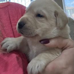 Labrador Retriever Puppies from Luvable AZ Labs