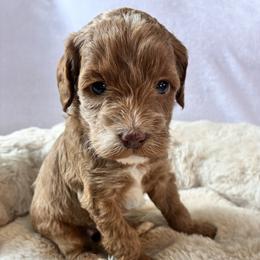 Sparkle - Sable and white female Cockapoo puppy in Adrian, Oregon from ApplebyFarm