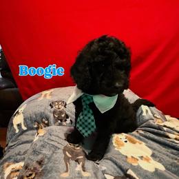 Boogie - Black male Goldendoodle puppy in Cordova, Tennessee from TrueLine kennels