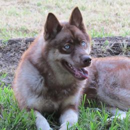 Kaiya - Siberian Husky