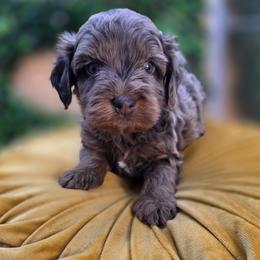 Hugo - Merle male Goldendoodle puppy in Decatur, Tennessee from Diamond's Doodles