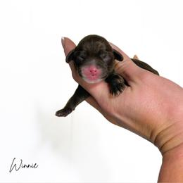 Winnie - Chocolate female Cavapoo puppy in Wamego, Kansas from Doodles of Oz