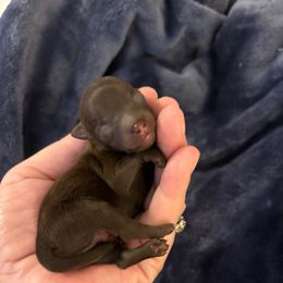 Keebler elf - Chocolate male Pomeranian puppy in Palatka, Florida from Sugarland Pomeranians