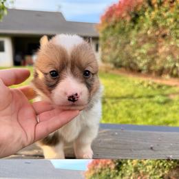 Boy 1 - Sable male Pembroke Welsh Corgi puppy in Snelling, California from A/L Corgi Canines