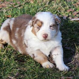 Ruth - Red merle female Australian Shepherd puppy in Kansas, Oklahoma from Windy G Farm