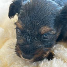 Johnnie Walker - Parti male Yorkshire Terrier puppy in Atlanta, Georgia from Cocktail Puppies