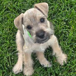 Jaco (green) - Salt and pepper male Miniature Schnauzer puppy in West Jordan, Utah from Olympus Schnauzers