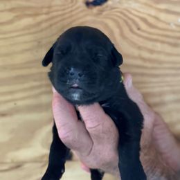 Boy 5 - Black male Cane Corso puppy in Paris, Texas from Knucklehead Cane Corso