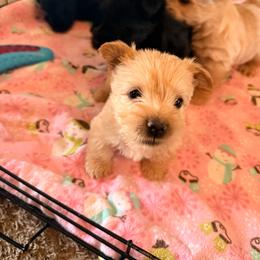 Poppy - Wheaten female Scottish Terrier puppy in Victorville, California from Santas Scotties
