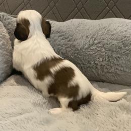 CALLIE - Chocolate female Havanese puppy in Double Oak, Texas from Have A Havanese Puppy