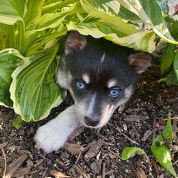 Pomsky Puppies from Southern Minnesota Pomskies