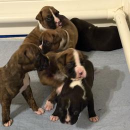 Boxer Puppies from KCF Boxers