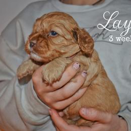 Layke - Red male Cockapoo puppy in Myerstown, Pennsylvania from The Cocker Cingdom