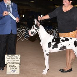 Great Danes from Dane Dreamin’