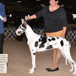 Great Danes from Dane Dreamin’