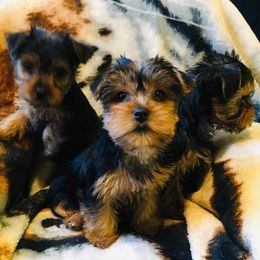 Yorkshire Terriers from Forever Yorkies FL
