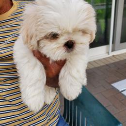 Rose (Ross) - Gold and white male Shih Tzu puppy in Yorba Linda, California from AKC Registered Purebred Shihtzus