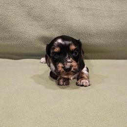 Khloe - Dapple female Dachshund puppy in Tower City, Pennsylvania from Stoney Mountain Mini Doxies