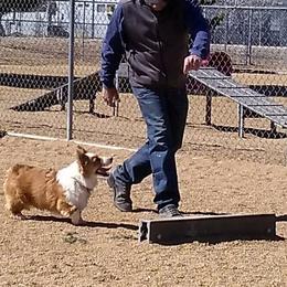 Cardigan Welsh Corgis, Miniature Australian Shepherds, and Pembroke Welsh Corgis from Rancho Sandoval Corgis and Mini Aussies