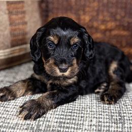 Pluto - Black male Australian Labradoodle puppy in Decatur, Alabama from Southern Meadows Doodles