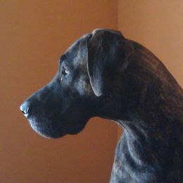 Great Dane Puppies from DaneDreams